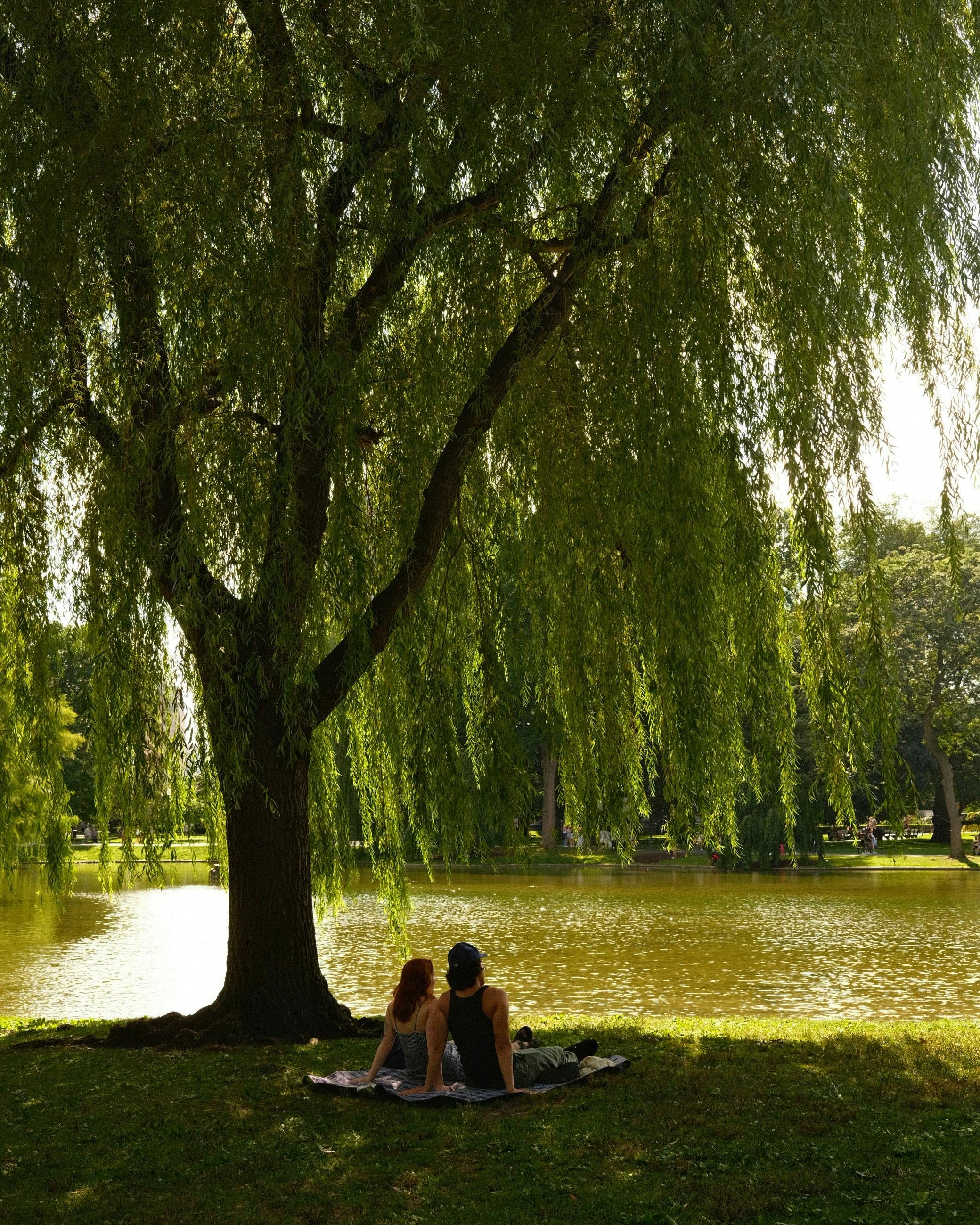 People relaxing under a willow tree by the pond in Boston Common