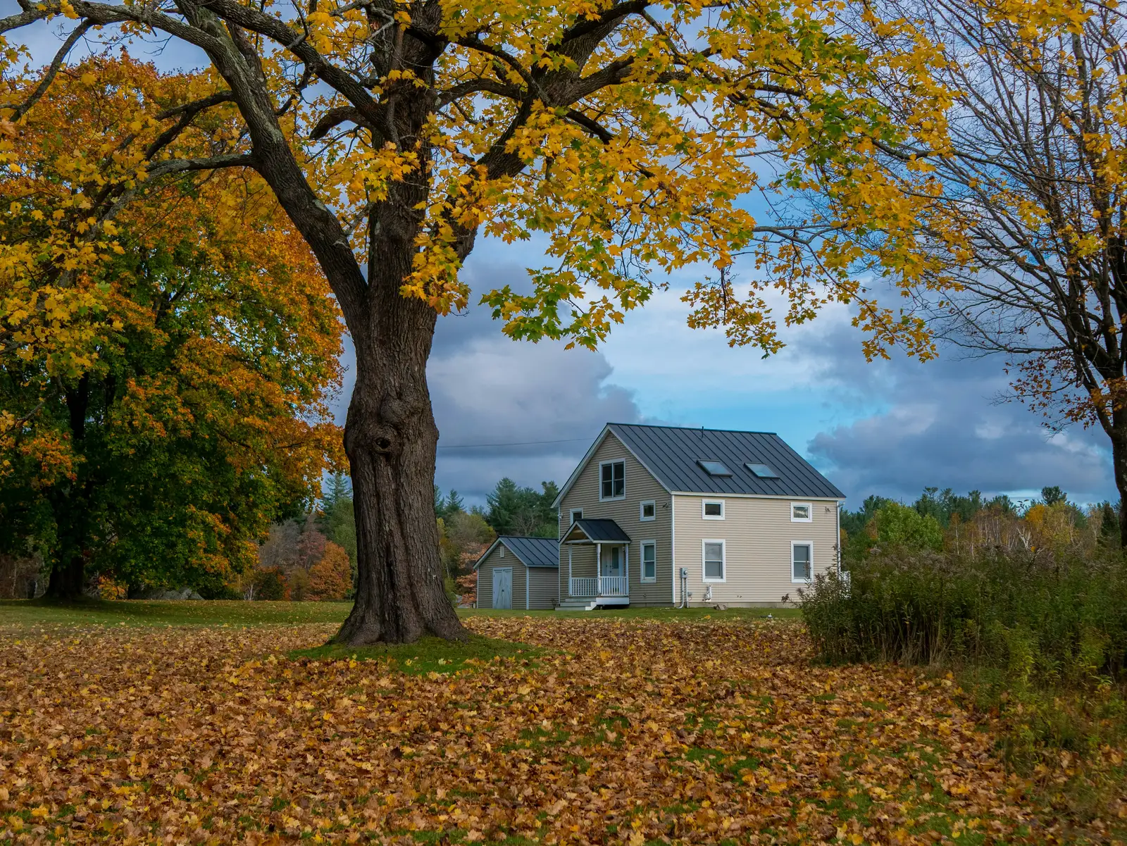 Golden maple leaves and a farmhouse in the western Massachusetts countryside in autumn
