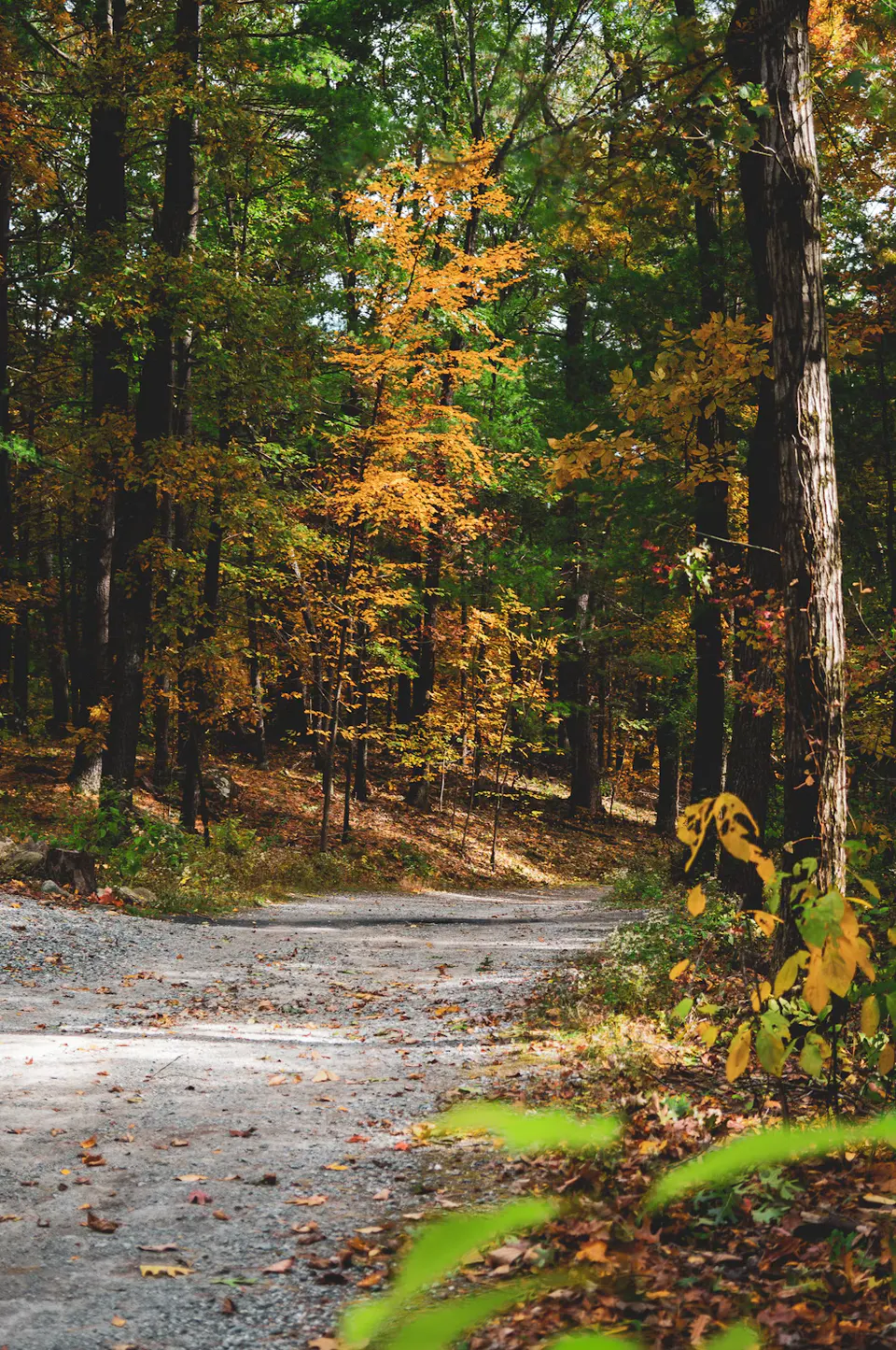A quiet back road through yellow and orange fall leaves in a New England forest